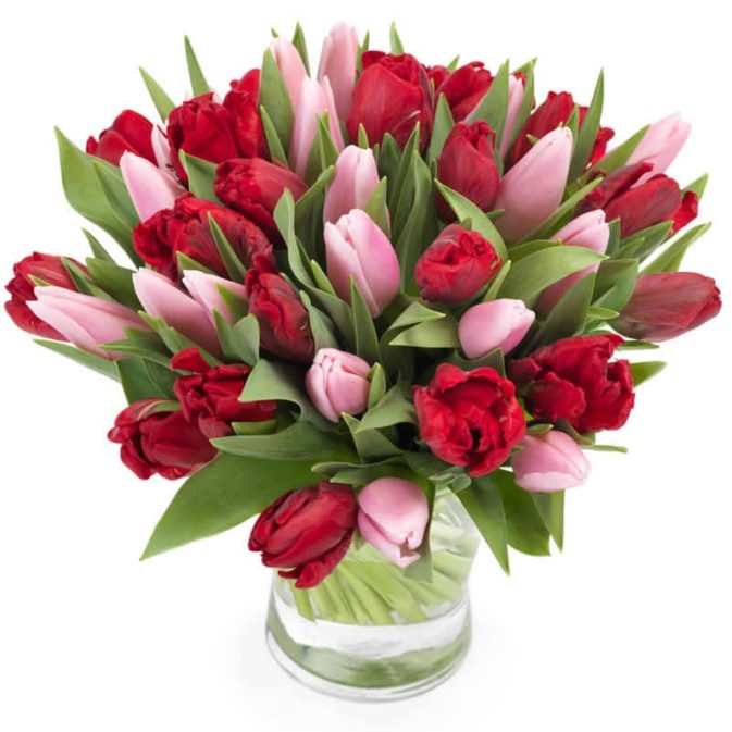 Rode met roze tulpen groot