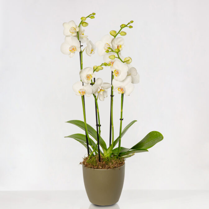 Witte Orchidee In Pot